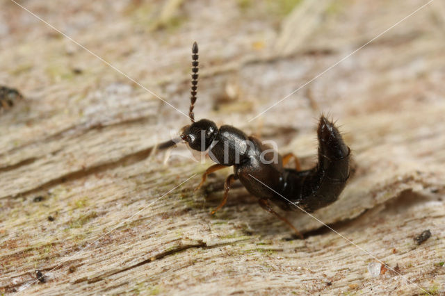 Atheta crassicornis