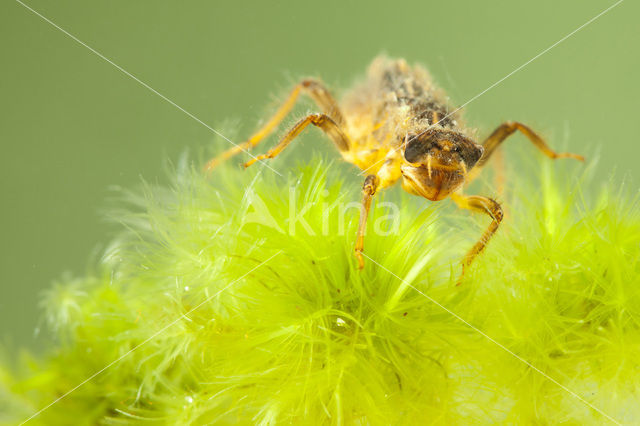 Beekoeverlibel (Orthetrum coerulescens)