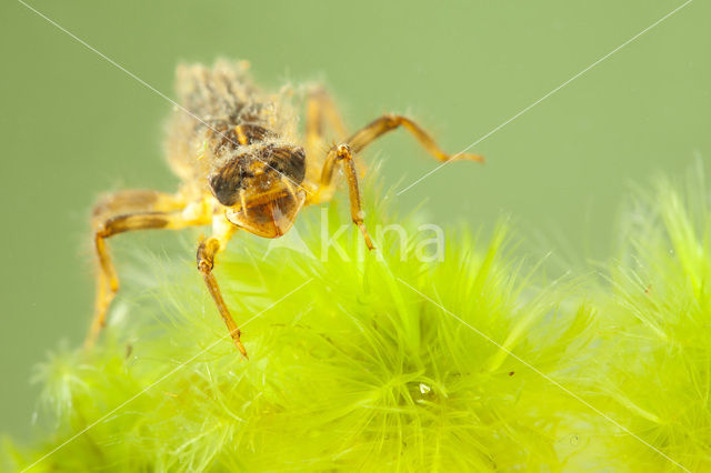 Beekoeverlibel (Orthetrum coerulescens)