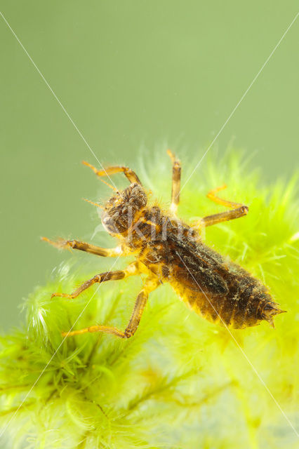 Beekoeverlibel (Orthetrum coerulescens)