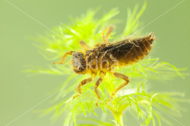 Beekoeverlibel (Orthetrum coerulescens)