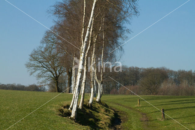 Berk (Betula)