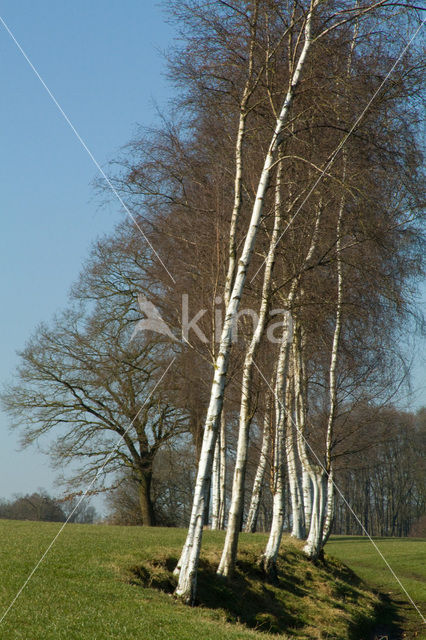 Berk (Betula)