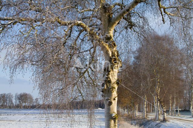 Berk (Betula)