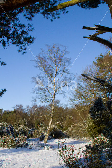 Berk (Betula)