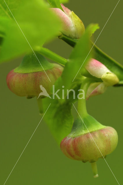 Blauwe bosbes (Vaccinium myrtillus)