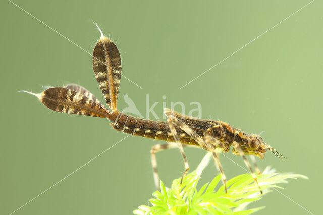 Blauwe breedscheenjuffer (Platycnemis pennipes)