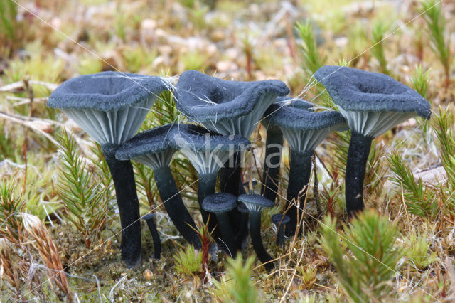 Blauwgroen trechtertje (Omphalina chlorocyanea)