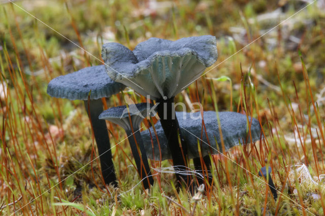 Blauwgroen trechtertje (Omphalina chlorocyanea)