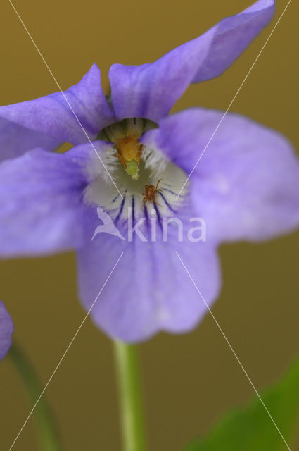 Bleeksporig bosviooltje (Viola riviniana)