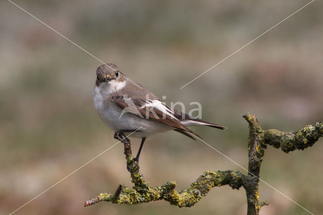 Bonte Vliegenvanger (Ficedula hypoleuca)