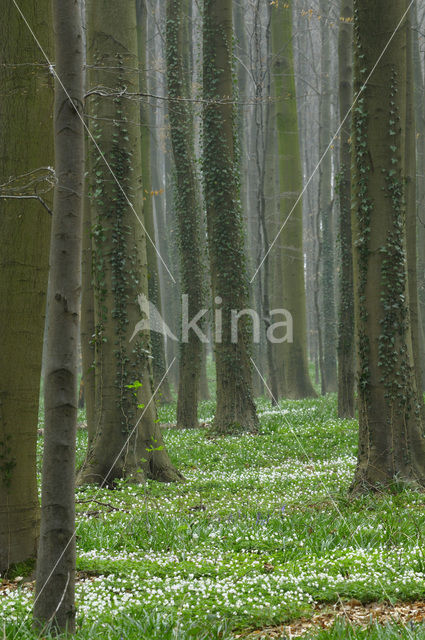 Bosanemoon (Anemone nemorosa)