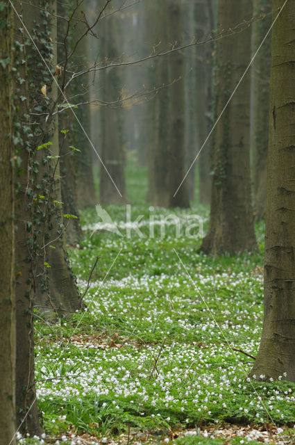 Bosanemoon (Anemone nemorosa)