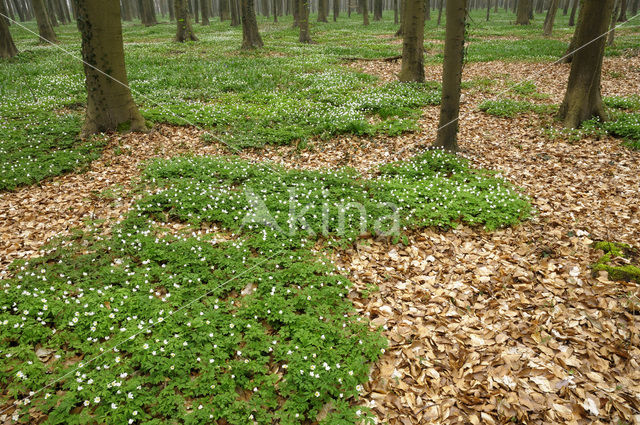 Bosanemoon (Anemone nemorosa)