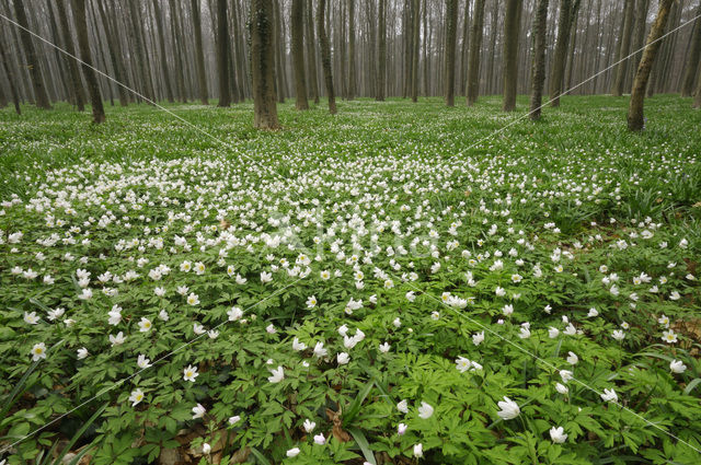 Bosanemoon (Anemone nemorosa)