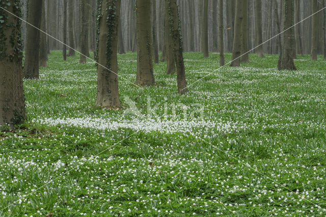 Bosanemoon (Anemone nemorosa)