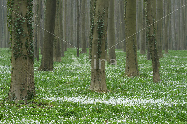 Bosanemoon (Anemone nemorosa)