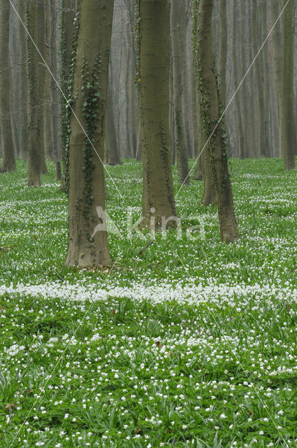 Bosanemoon (Anemone nemorosa)