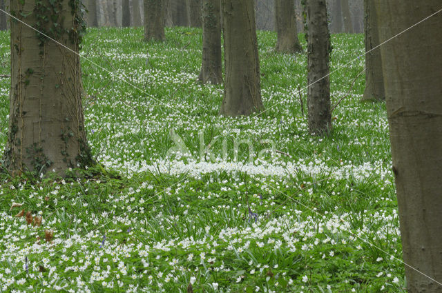 Bosanemoon (Anemone nemorosa)