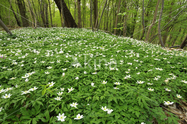 Bosanemoon (Anemone nemorosa)