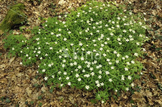 Bosanemoon (Anemone nemorosa)