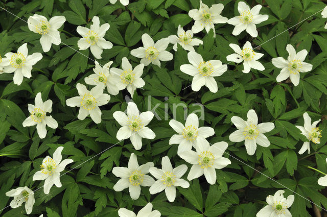 Bosanemoon (Anemone nemorosa)