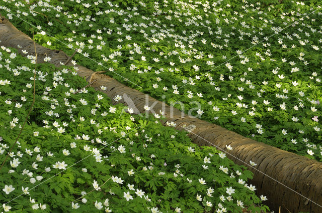 Bosanemoon (Anemone nemorosa)