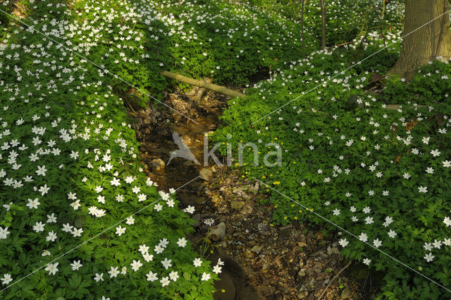 Bosanemoon (Anemone nemorosa)