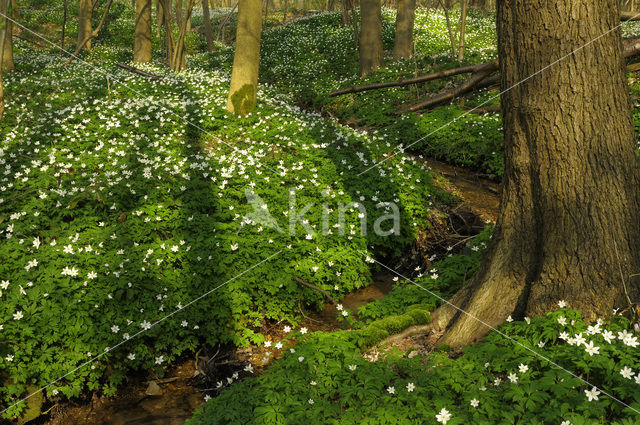 Bosanemoon (Anemone nemorosa)