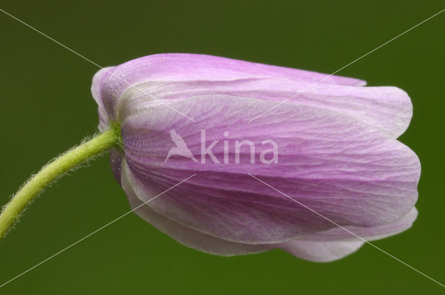 Bosanemoon (Anemone nemorosa)