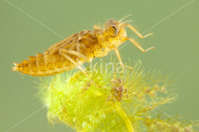 Bruine korenbout (Libellula fulva)