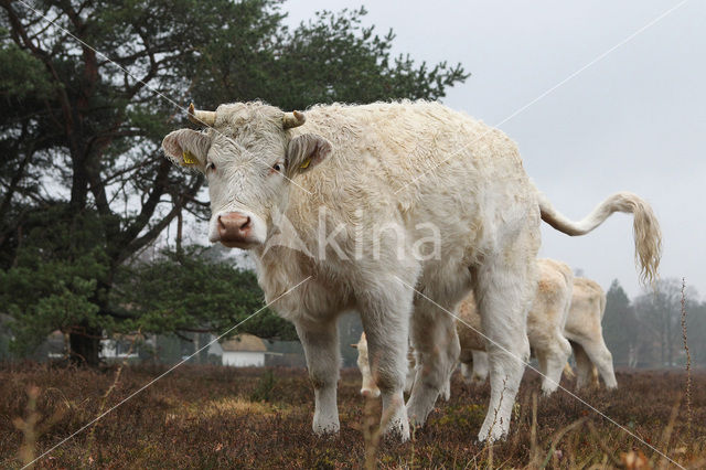 Charolais Koe (Bos domesticus)