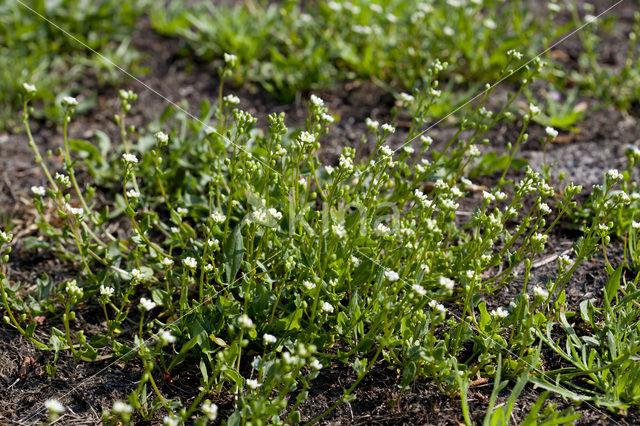 Deens lepelblad (Cochlearia danica)