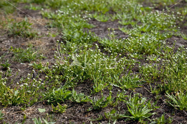 Deens lepelblad (Cochlearia danica)