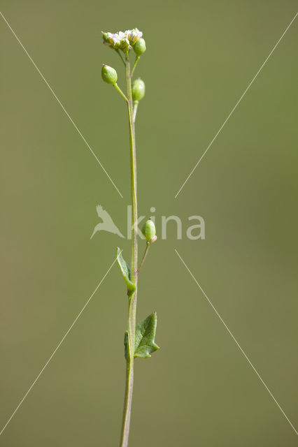 Deens lepelblad (Cochlearia danica)