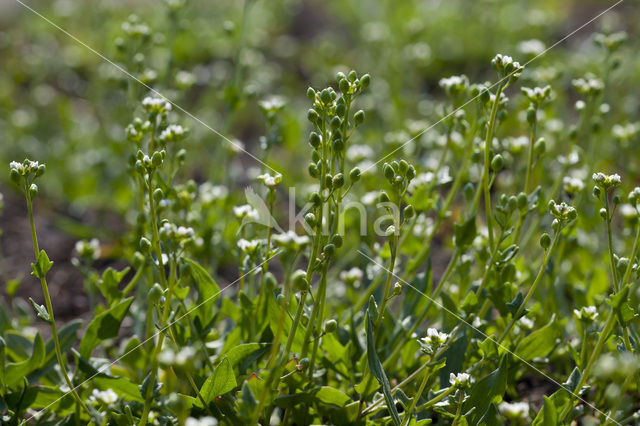 Deens lepelblad (Cochlearia danica)