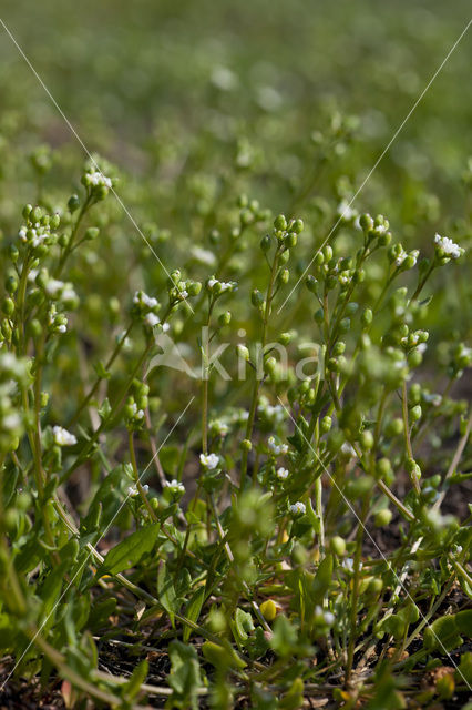 Deens lepelblad (Cochlearia danica)