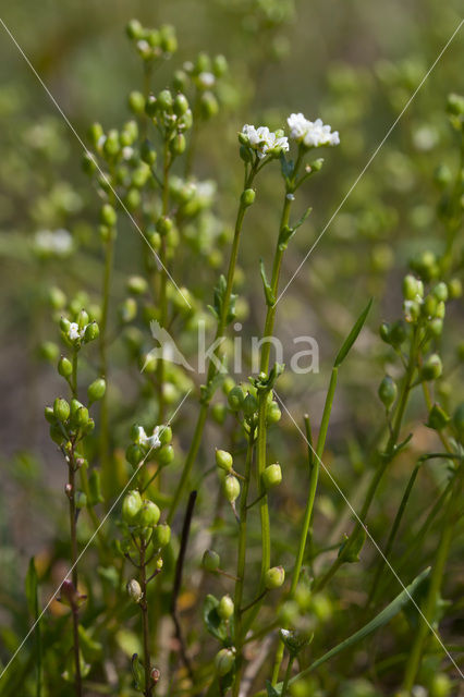 Deens lepelblad (Cochlearia danica)