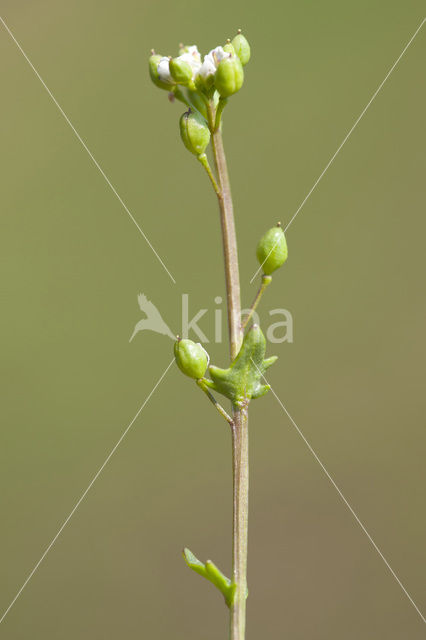 Deens lepelblad (Cochlearia danica)