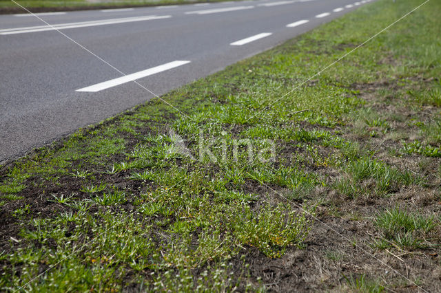 Deens lepelblad (Cochlearia danica)