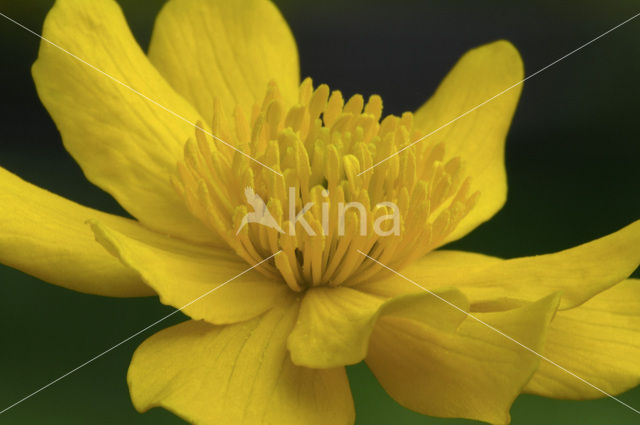 Dotterbloem (Caltha palustris)