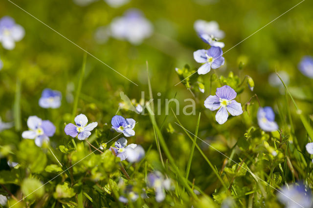 Draadereprijs (Veronica filiformis)