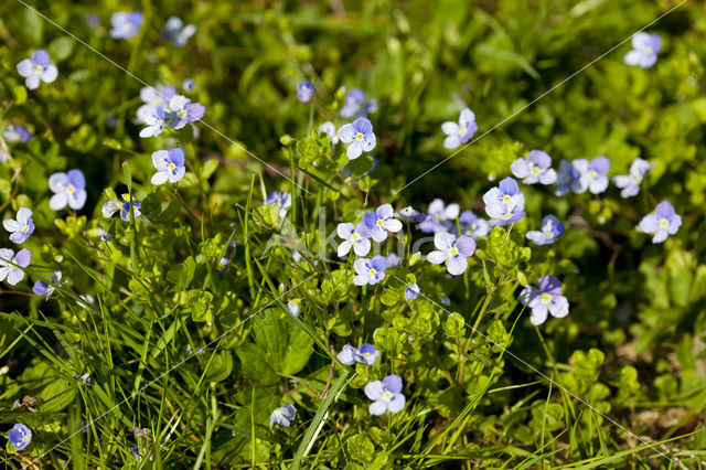 Draadereprijs (Veronica filiformis)