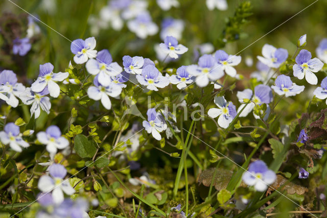 Draadereprijs (Veronica filiformis)