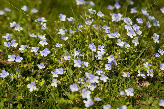 Draadereprijs (Veronica filiformis)