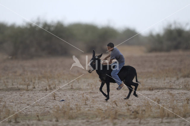 Ezel (Equus asinus)