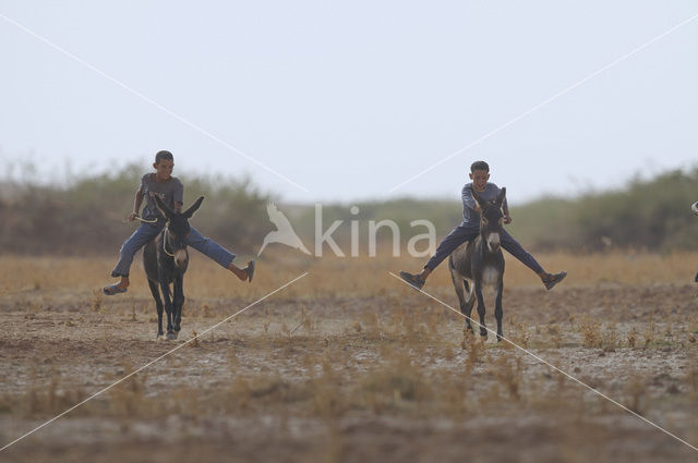 Donkey (Equus asinus)