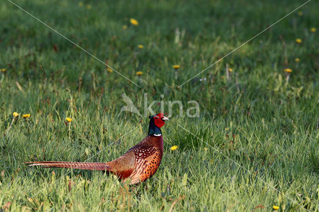 Ring-necked Pheasant (Phasianus colchicus)