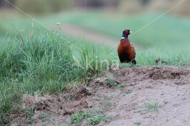 Ring-necked Pheasant (Phasianus colchicus)