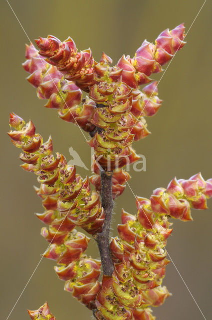 Gagel (Myrica gale)